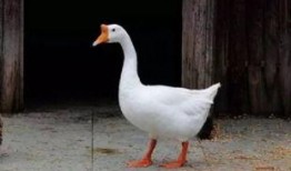 c朝阳群众 网红大鹅,都市生活的新奇碰撞